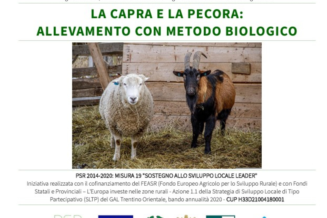La capra e la pecora: allevamento con metodo biologico